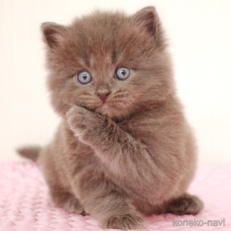 ミヌエットの子猫を探す｜子猫ブリーダーナビ