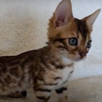 価格の高い(40万円以上)ベンガルの子猫を探す｜子猫ブリーダーナビ