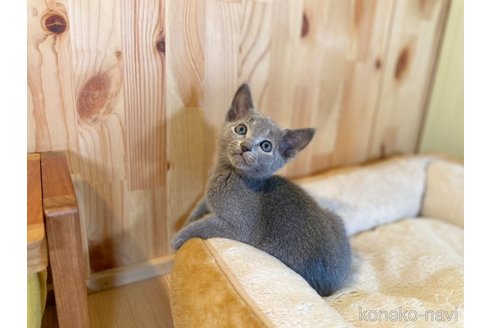 10万円以下のロシアンブルーの子猫を探す｜子猫ブリーダーナビ