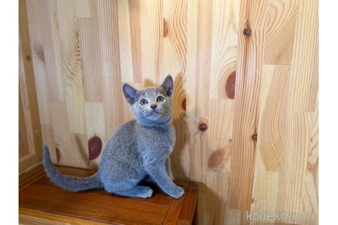 ロシアンブルーでホワイト系の子猫を探す（5ページ目）｜子猫