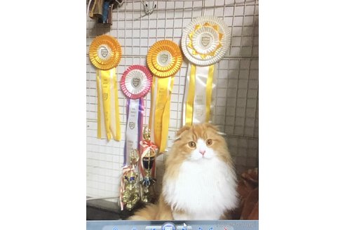 販売中のスコティッシュフォールドの親猫