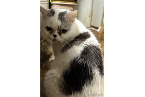 販売中のスコティッシュフォールドの親猫