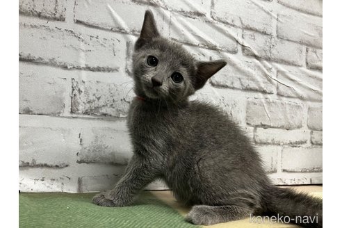 ロシアンブルーでホワイト系の子猫を探す（5ページ目）｜子猫