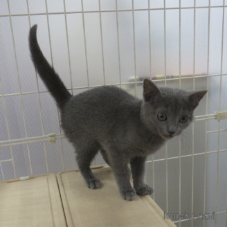 ロシアンブルーでホワイト系の子猫を探す（5ページ目）｜子猫