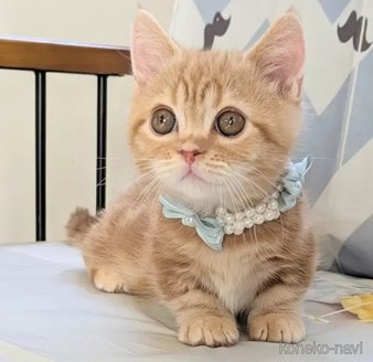 ミヌエットの子猫を探す｜子猫ブリーダーナビ