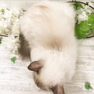 小笠原かすみブリーダーの詳細