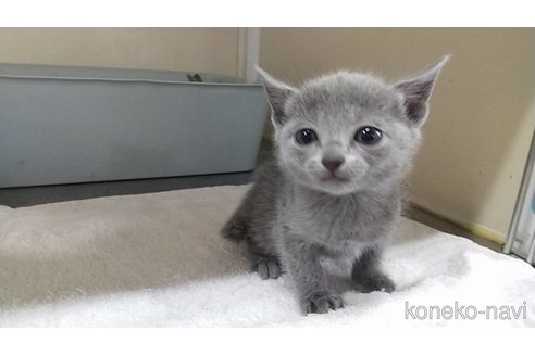 ロシアンブルーでホワイト系の子猫を探す（5ページ目）｜子猫
