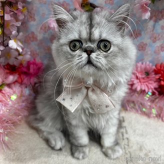 猫 × エキゾチックロングヘアの里親募集一覧｜ハグー -みんなの