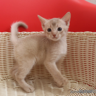 アビシニアンでルディの子猫を探す｜子猫ブリーダーナビ