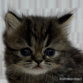ミヌエット(短足)の子猫を探す｜子猫ブリーダーナビ