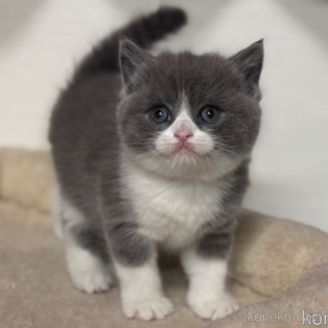 関東でブリティッシュショートヘアの子猫を探す｜子猫ブリーダーナビ
