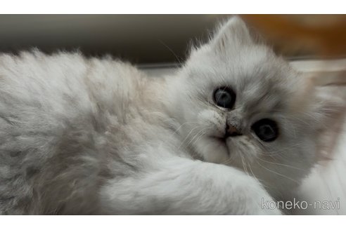 ミヌエットの子猫を探す｜子猫ブリーダーナビ
