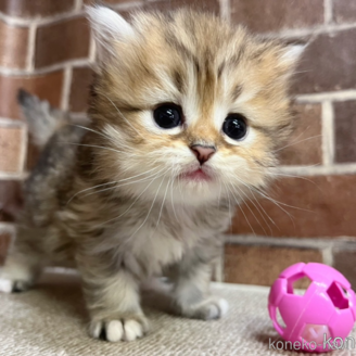 ミヌエットの子猫を探す｜子猫ブリーダーナビ
