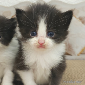 子猫を探す｜子猫ブリーダーナビ