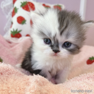 ミヌエットの子猫を探す｜子猫ブリーダーナビ