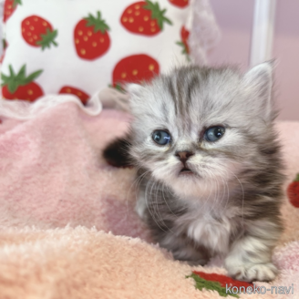 岡山県でミヌエットの子猫を探す｜子猫ブリーダーナビ