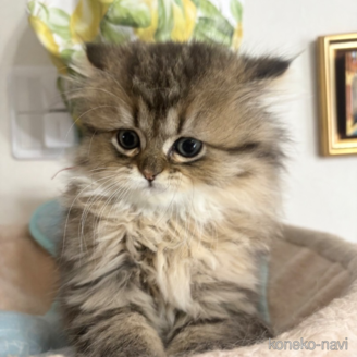 ミヌエットの子猫を探す｜子猫ブリーダーナビ