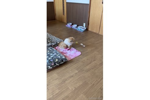 中野純果ブリーダーの詳細