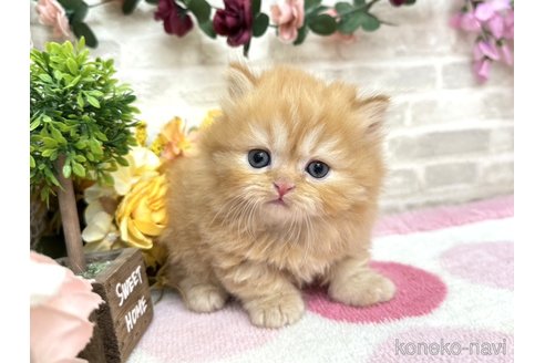ミヌエットの子猫を探す（36ページ目）｜子猫ブリーダーナビ