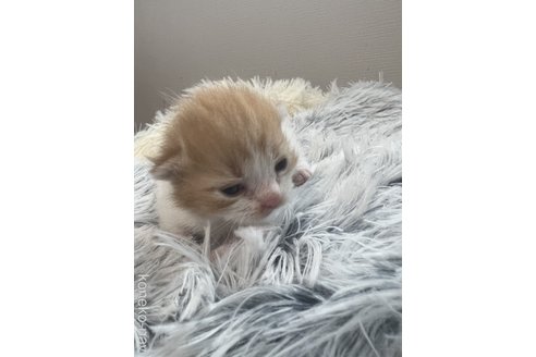 寺嶋佑至ブリーダーの詳細の1枚目