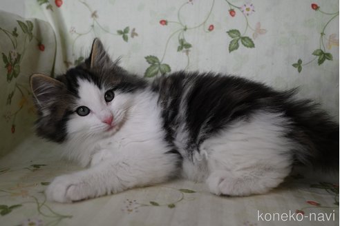 ノルウェージャンフォレストキャットの子猫を探す|子猫 ノルウェージャンフォレストキャットの子猫を探す|子猫