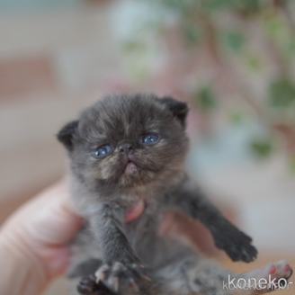 夜は猫といっしょ おすわりキュルガ ポーチ 付録｜Yahoo!フリマ