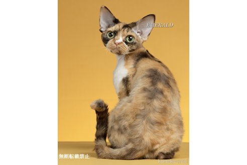 水野かおりブリーダーの詳細