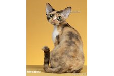 水野かおりブリーダー