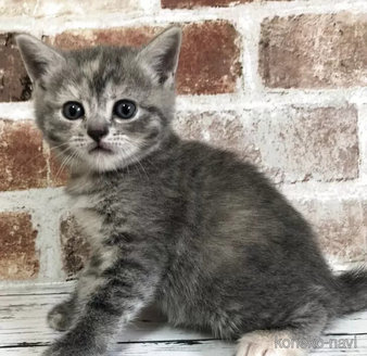 スコティッシュフォールドの子猫を探す｜子猫ブリーダーナビ
