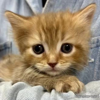 中古】 なごみの猫ばなし 2014年さわやか秋/メディアックス