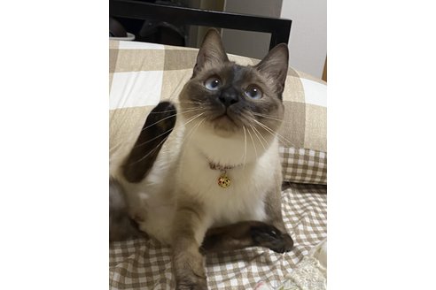 NGUYENTHI THUYブリーダーの詳細