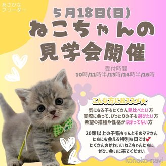 朝比奈杏奈ブリーダーの詳細の1枚目
