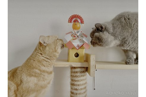 ハウッド有美ブリーダーの詳細