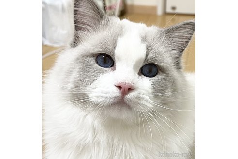 小熊加寿美ブリーダーの詳細の1枚目