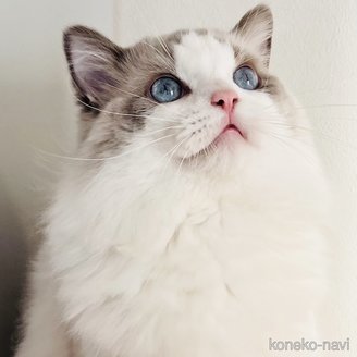 小熊加寿美ブリーダーの詳細