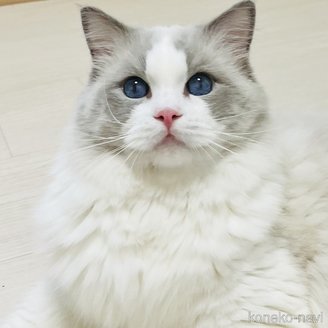 小熊加寿美ブリーダーの詳細