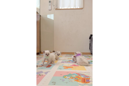 菊地誠一ブリーダーの詳細