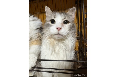 販売中のノルウェージャンフォレストキャットの親猫
