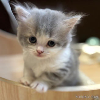 マンチカン(短足)の子猫を探す｜子猫ブリーダーナビ
