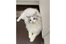 高新凱ブリーダー