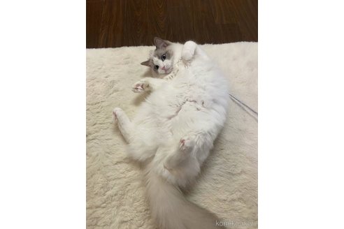 高新凱ブリーダーの詳細
