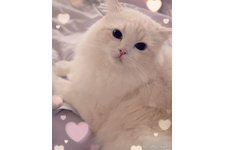 小笠原かすみブリーダー