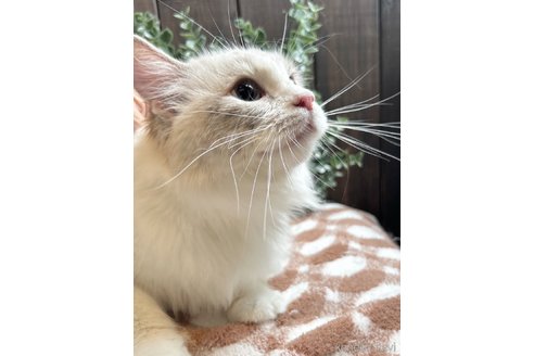 小笠原かすみブリーダーの詳細