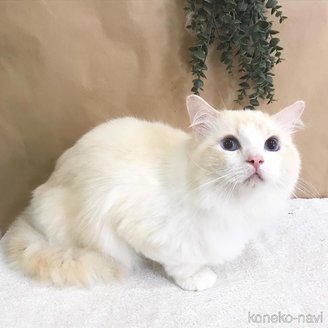 小笠原かすみブリーダーの詳細