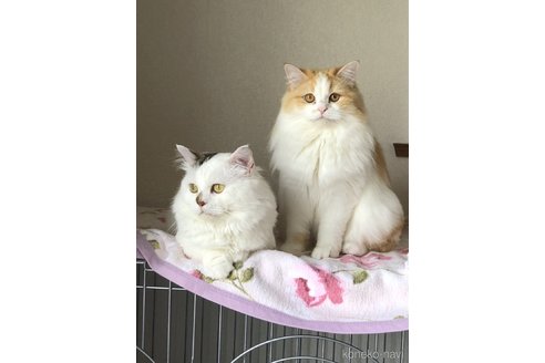 上松憲司ブリーダーの詳細の1枚目