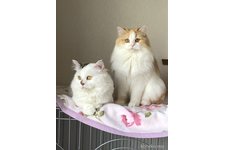 上松憲司ブリーダー