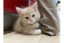 二階堂華名子ブリーダー