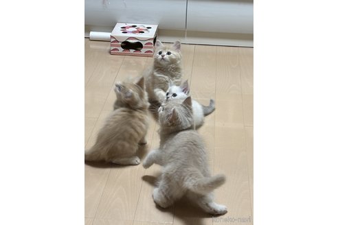 二階堂華名子ブリーダーの詳細