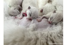 青木めぐみブリーダー