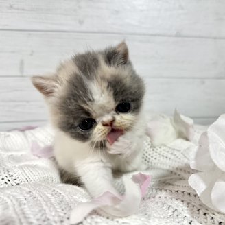 森田未來子ブリーダーの詳細の1枚目